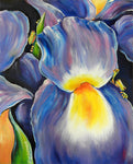 Iris Frog