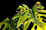 Canvas Print: Monsteria Froggies